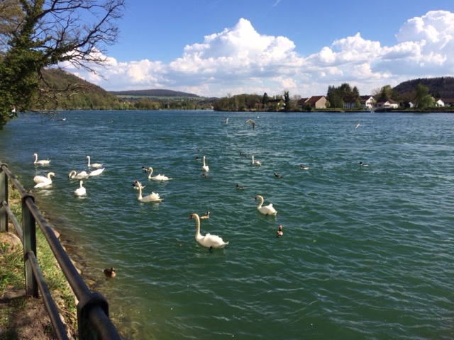 More swans on the Rhine