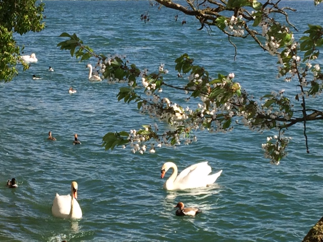 Swans on the Rhine