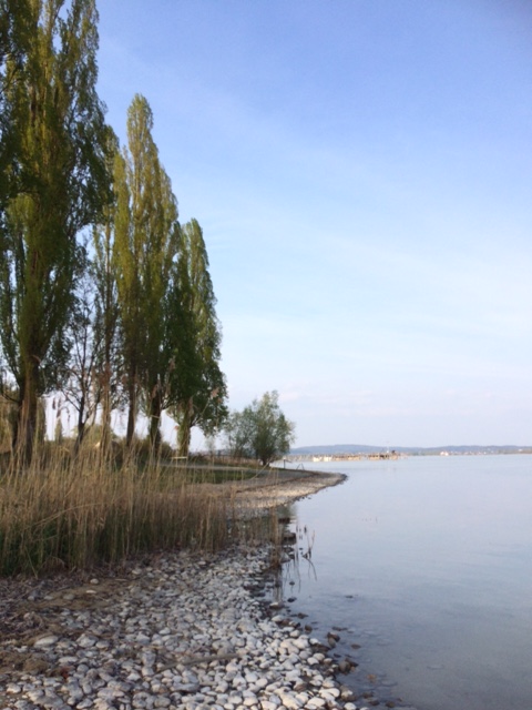 Poplars from the beach at Camping Horn Gaienhofen