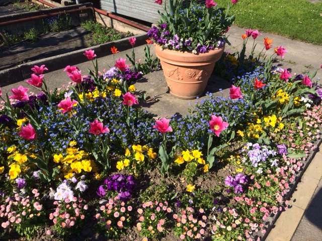 Flowers growing in hospital garden - LuzernFlowers growing in hospital garden - Luzern