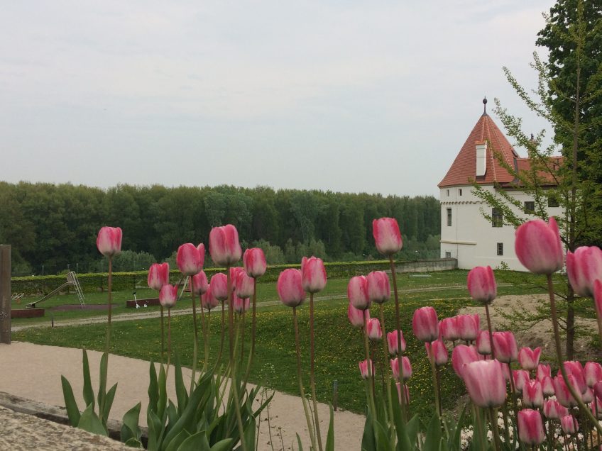 Ancient monastery wall through the tulips
