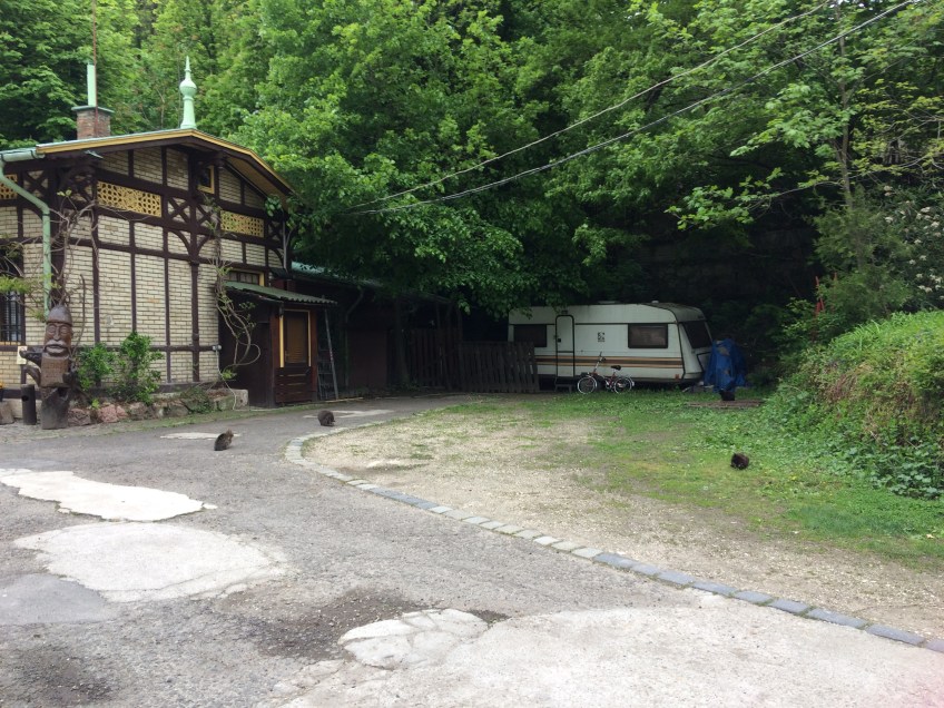 Some of the camp cats